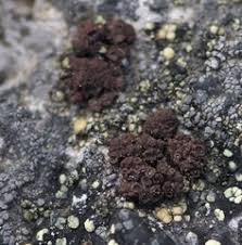 Attēlu rezultāti vaicājumam “Hertelidea botryosa”