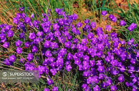 Attēlu rezultāti vaicājumam “Linaceae”