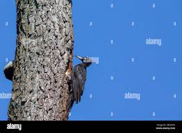 Attēlu rezultāti vaicājumam “Dryocopus martius nest”