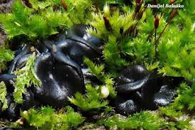 Attēlu rezultāti vaicājumam “Holwaya mucida”