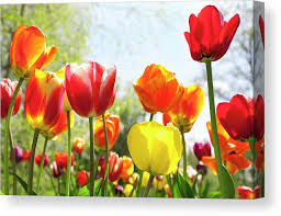 Attēlu rezultāti vaicājumam “Tulipa gesneriana”