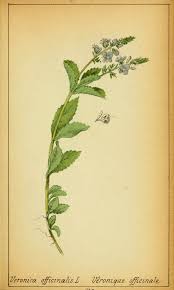 Attēlu rezultāti vaicājumam “Veronica officinalis”