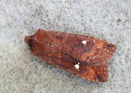 Attēlu rezultāti vaicājumam “Eupsilia transversa”