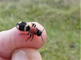 Attēlu rezultāti vaicājumam “Mutilla europaea”