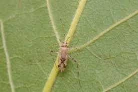 Attēlu rezultāti vaicājumam “Phytocoris longipennis”