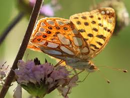 Attēlu rezultāti vaicājumam “Issoria lathonia upperside”