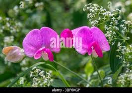 Attēlu rezultāti vaicājumam “Lathyrus sylvestris flower”