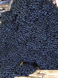 Attēlu rezultāti vaicājumam “Lindbladia tubulina spores”