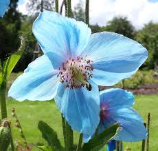 Image result for Meconopsis betonicifolia alba