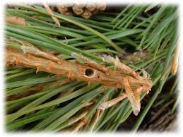 Attēlu rezultāti vaicājumam “Tomicus minor”