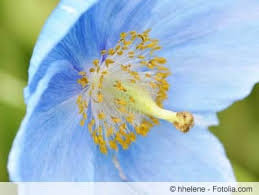 Image result for Scheinmohn blau