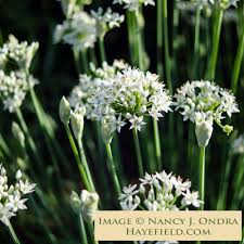 Image result for Allium tuberosum