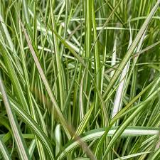 Attēlu rezultāti vaicājumam “Calamagrostis canescens leaf”