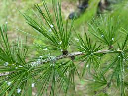 Attēlu rezultāti vaicājumam “Adelges laricis”