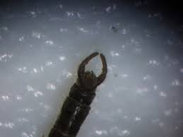 Attēlu rezultāti vaicājumam “Trichocera regelationis”