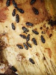 Attēlu rezultāti vaicājumam “Tachyta nana”