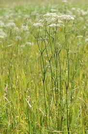 Attēlu rezultāti vaicājumam “Peucedanum palustre”