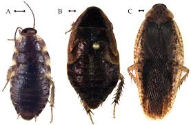 Attēlu rezultāti vaicājumam “Blattoptera”