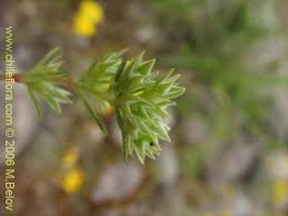 Attēlu rezultāti vaicājumam “Scleranthus annuus flower”