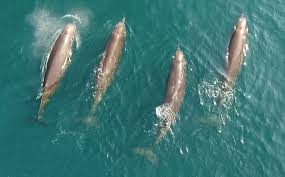 Image result for Hyperoodon ampullatus