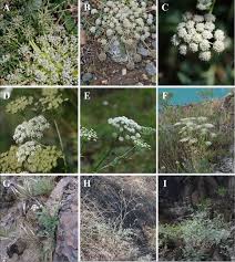 Attēlu rezultāti vaicājumam “Libanotis montana leaf”