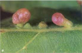 Attēlu rezultāti vaicājumam “Vasates quadripedes”