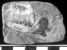 Attēlu rezultāti vaicājumam “Carnivora”