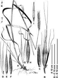 Attēlu rezultāti vaicājumam “Hordelymus europaeus fruit”