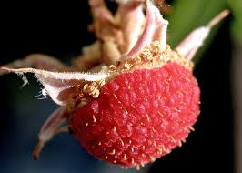 Attēlu rezultāti vaicājumam “Rubus parviflorus fruit”