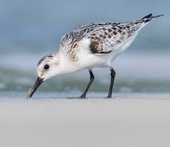 Attēlu rezultāti vaicājumam “Calidris”