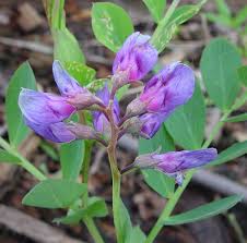 Attēlu rezultāti vaicājumam “Lathyrus japonicus subsp. maritimus flower”