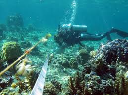 Image result for Seabug Divers
