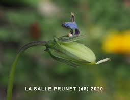 Attēlu rezultāti vaicājumam “Viola riviniana fruit”