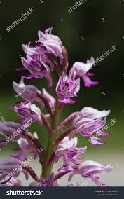 Attēlu rezultāti vaicājumam “Orchis militaris flower”