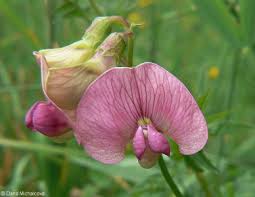 Attēlu rezultāti vaicājumam “Lathyrus sylvestris fruit”