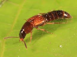 Attēlu rezultāti vaicājumam “Sepedophilus sp.”