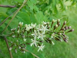 Attēlu rezultāti vaicājumam “Gymnocladus dioicus flower”