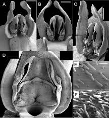 Attēlu rezultāti vaicājumam “Platanthera bifolia flower”