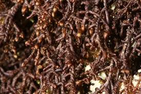 Attēlu rezultāti vaicājumam “Frullania tamarisci macro”