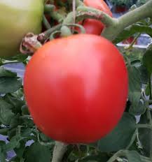 Afbeeldingsresultaat voor earliana tomato