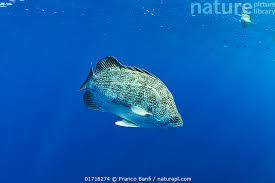 Image result for Lobotes surinamensis