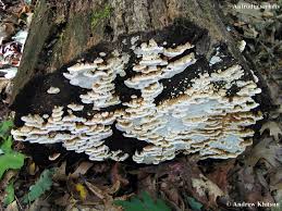 Attēlu rezultāti vaicājumam “Antrodia serialis”