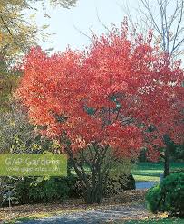 Attēlu rezultāti vaicājumam “Acer tataricum subsp. ginnala bud”