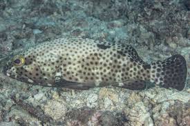 Image result for Epinephelus andersoni
