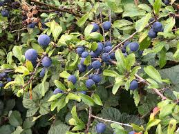 Attēlu rezultāti vaicājumam “Prunus spinosa leaf”