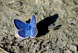 Attēlu rezultāti vaicājumam “Polyommatinae”