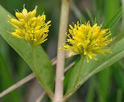 Attēlu rezultāti vaicājumam “Lysimachia thyrsiflora”