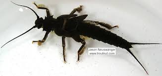 Attēlu rezultāti vaicājumam “Dicyphus nymph”