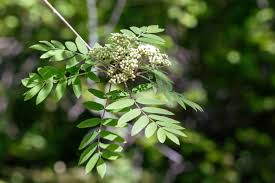 Attēlu rezultāti vaicājumam “Fraxinus pennsylvanica male flower”