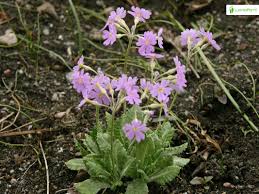 Attēlu rezultāti vaicājumam “Primula farinosa flower”